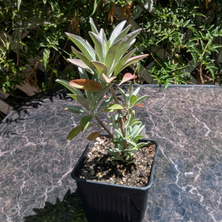white sage