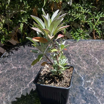 white sage
