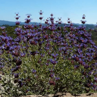 salvia celestial blue