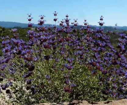 salvia celestial blue