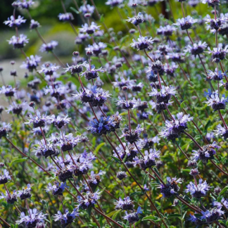 pozo blue