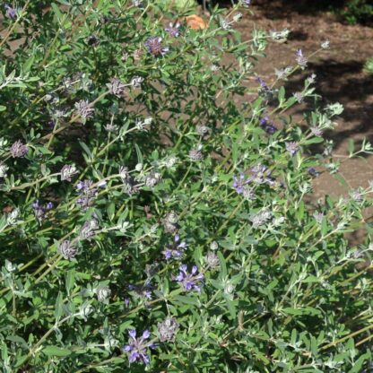 Salvia ‘Pozo Blue’ 4 inch - Image 2