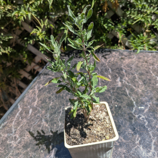 salvia pozo blue