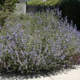 allen chickering sage