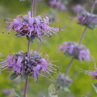 salvia leuchophylla pt sal