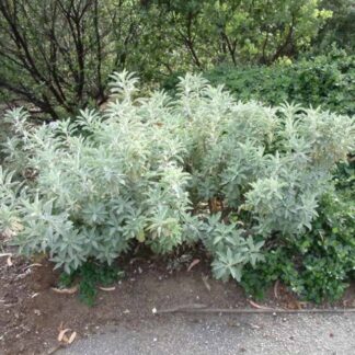 salvia apiana 'compacta'