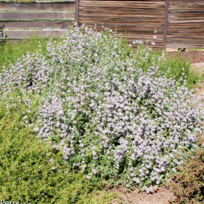 salvia point sal