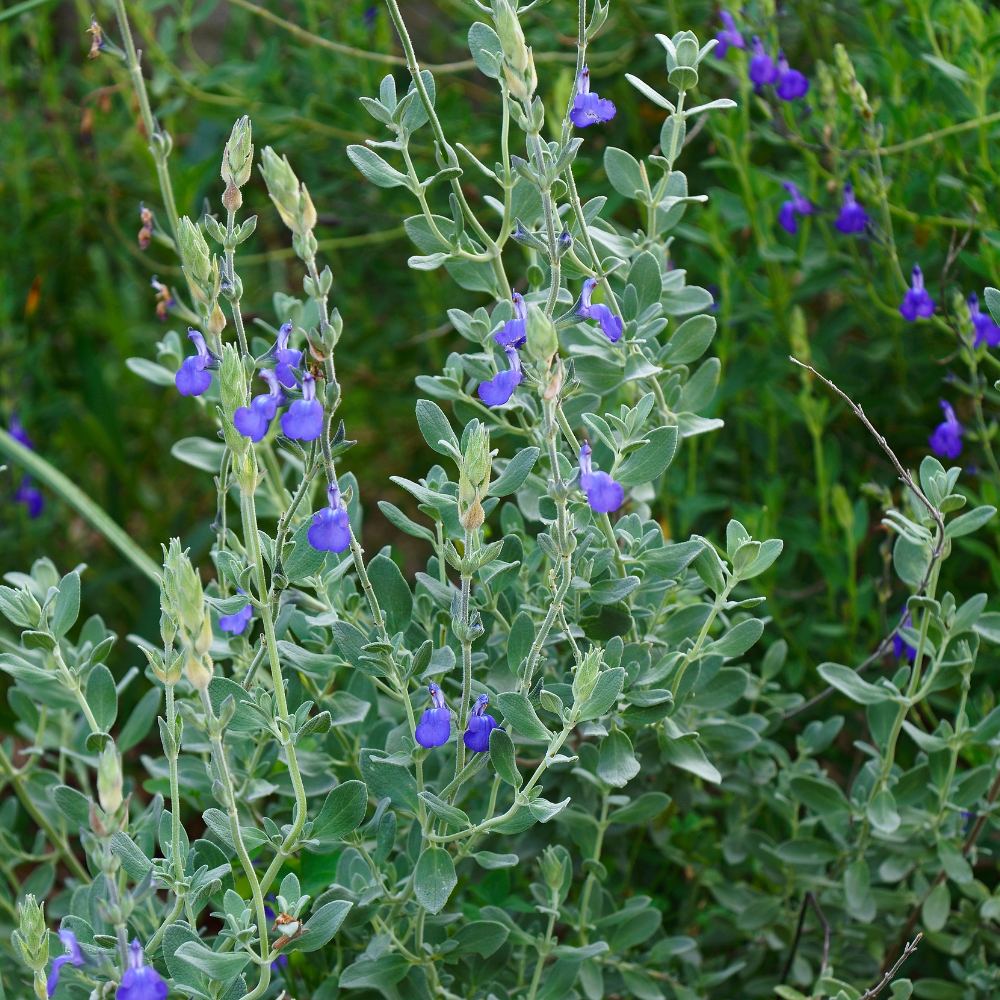 marine blue sage