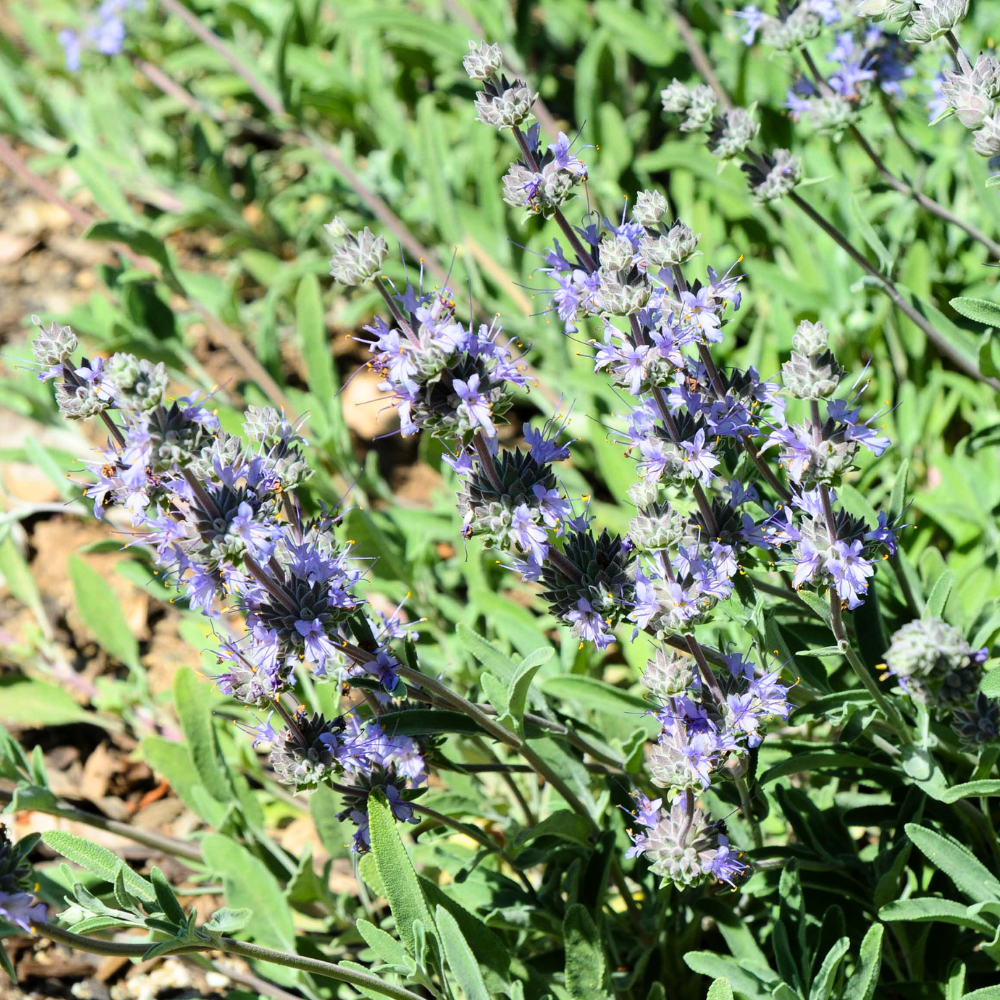 salvia mellifera black sage