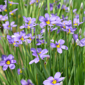 blue eyed grass