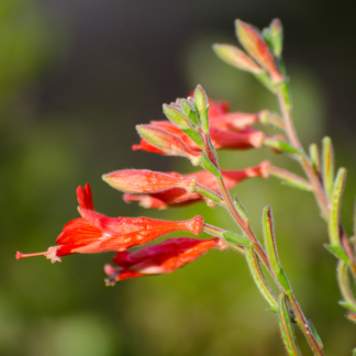 attract hummingbirds fuchsia