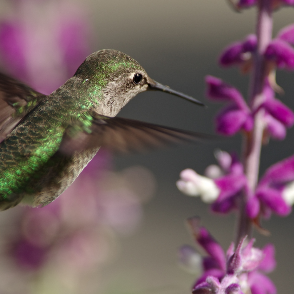 attract humingbirds sages