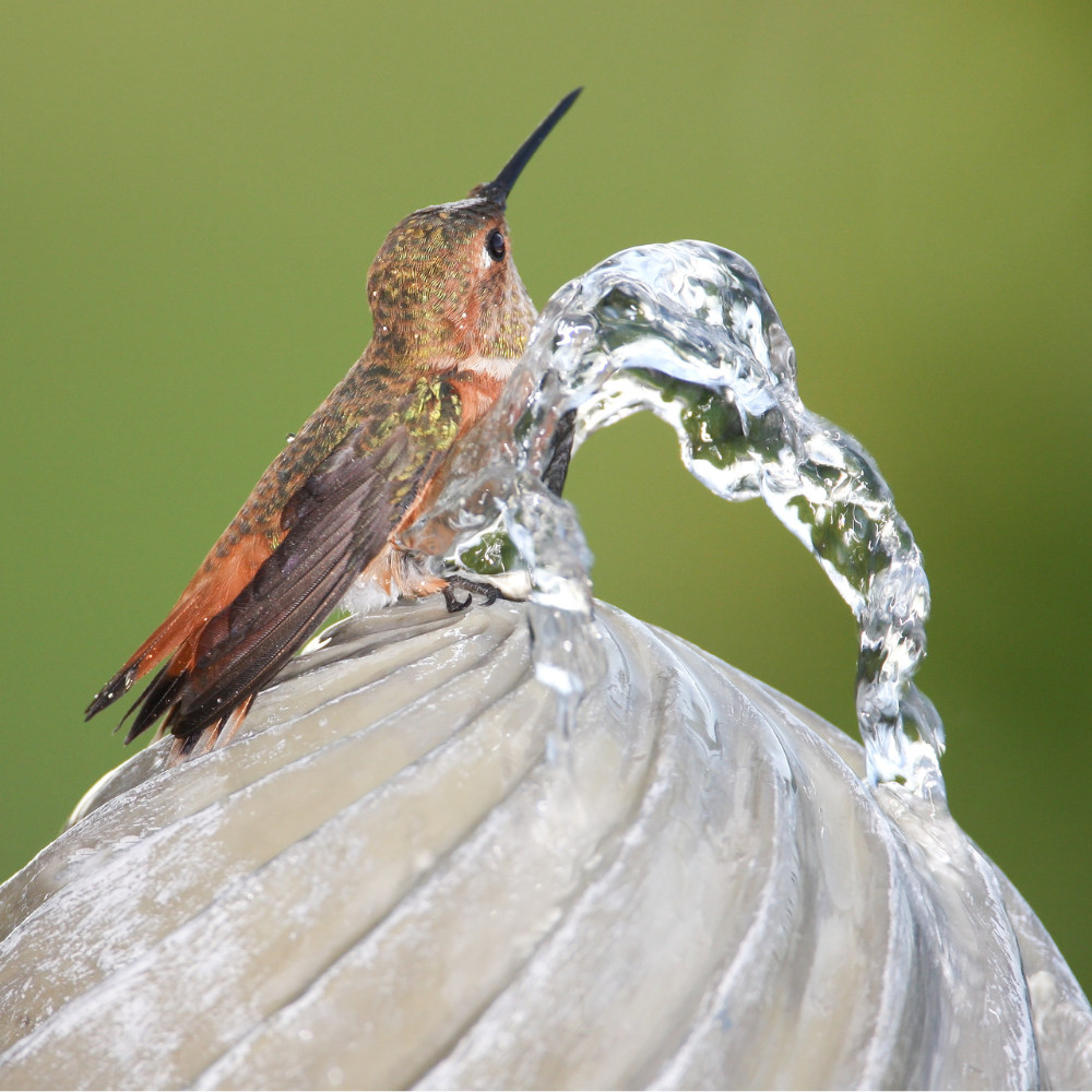 attract hummingbirds water