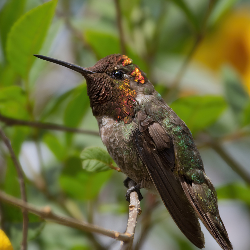 attract hummingbirds shelter