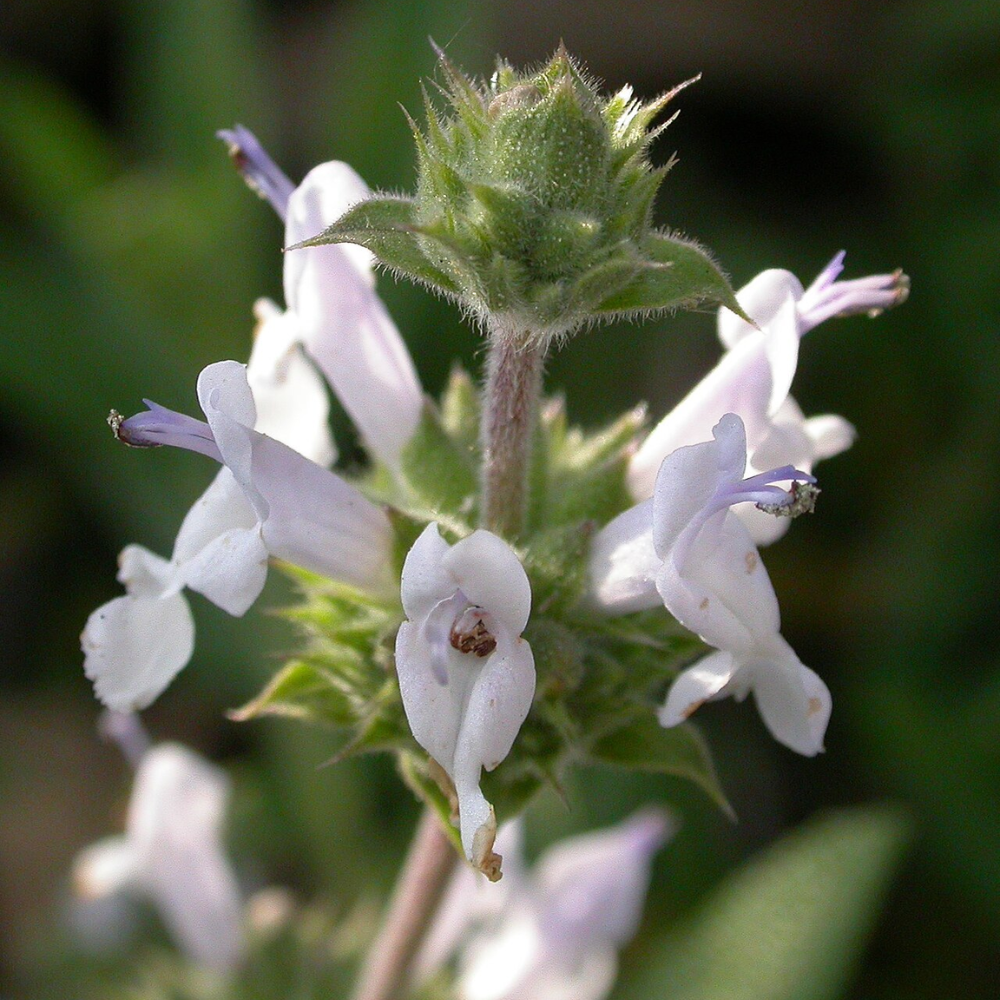 black sage