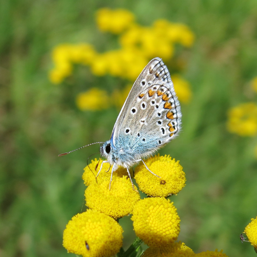butterfly categories