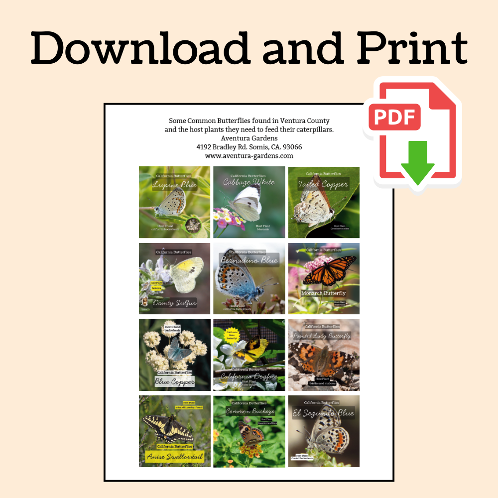 attract butterflies host printout