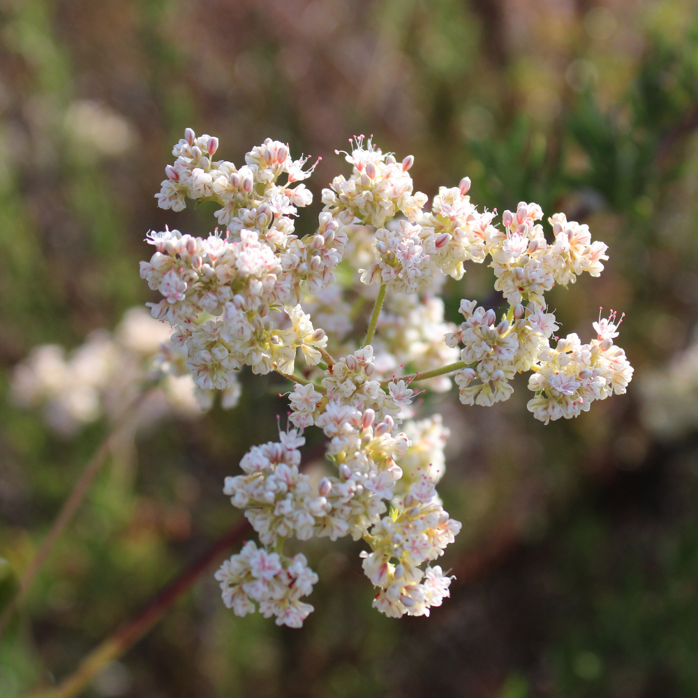 native category
