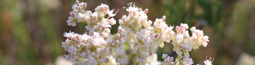 california native plants