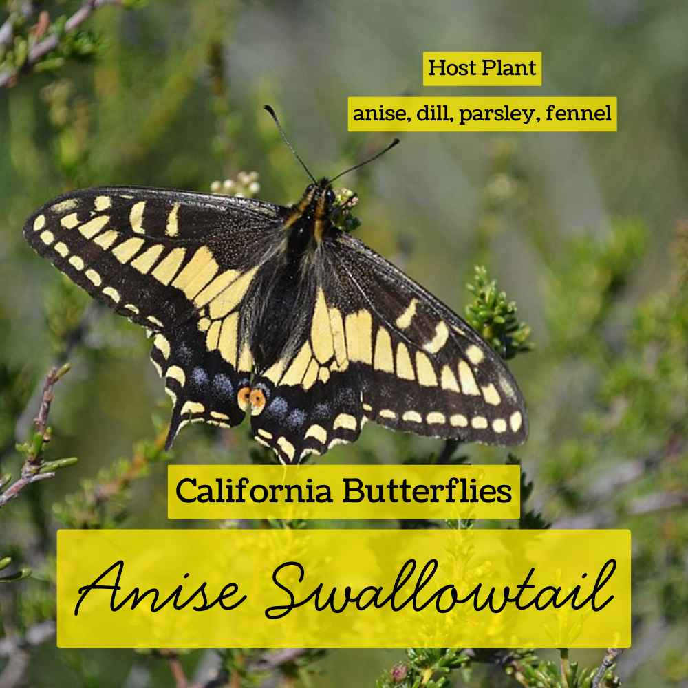 attract butterflies swallowtail