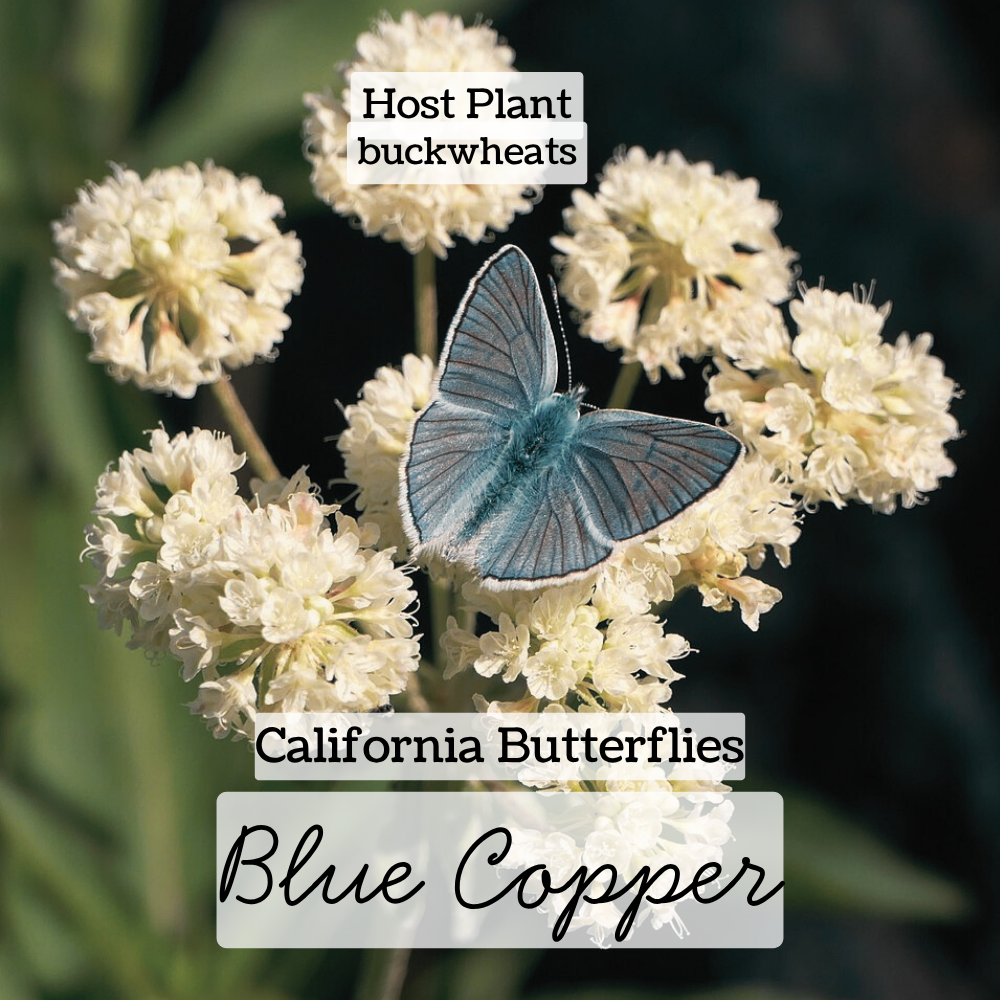 california butterfly blue copper
