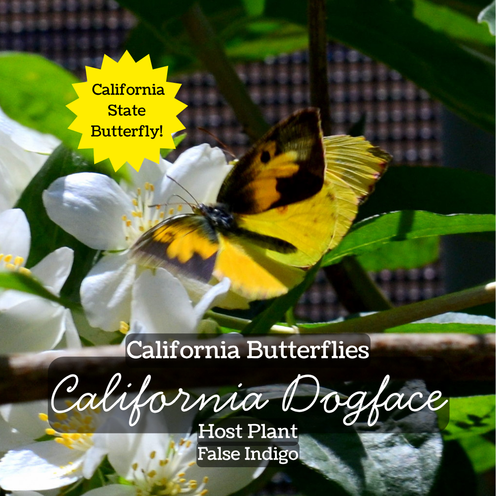 attract butterflies dogface