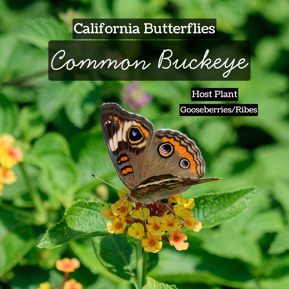 attract butterflies common buckeye
