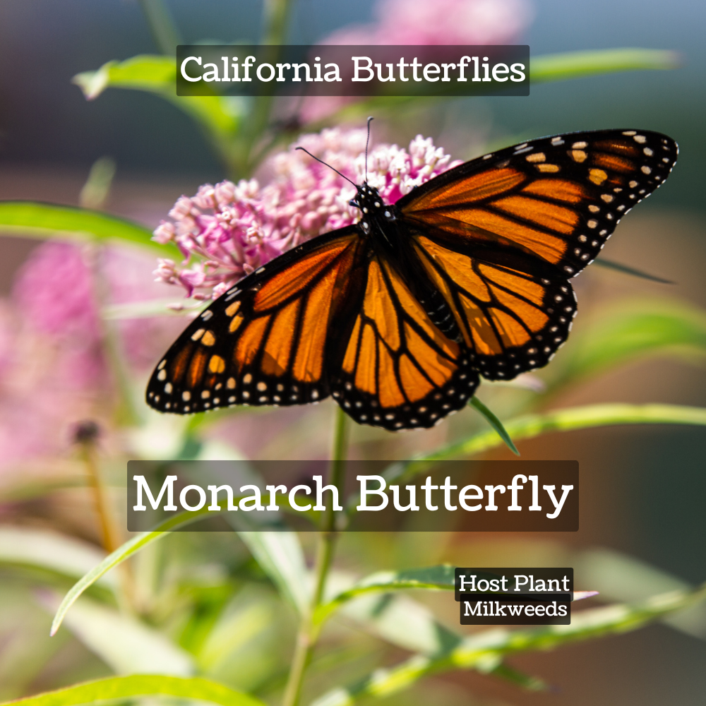 attract butterflies monarch