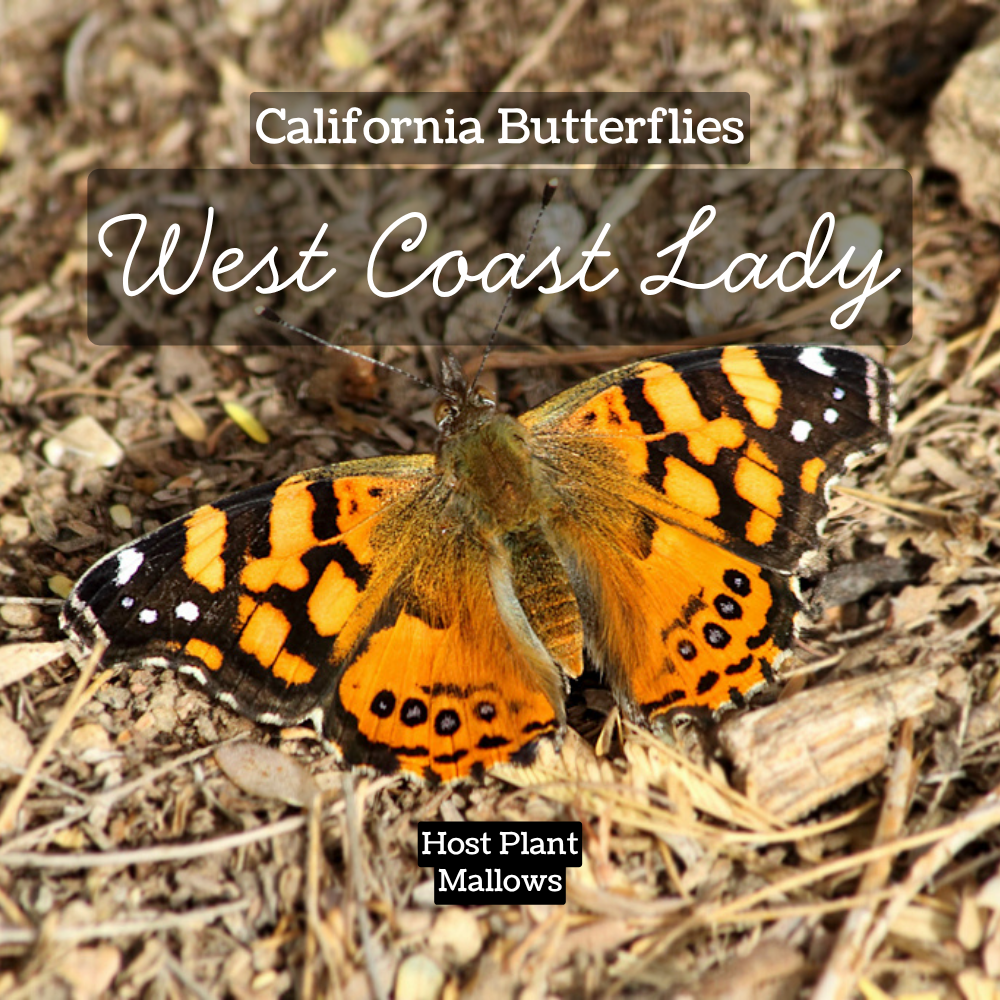 attract butterflies west coast lady