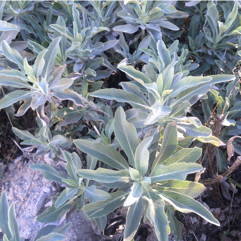 compact sage