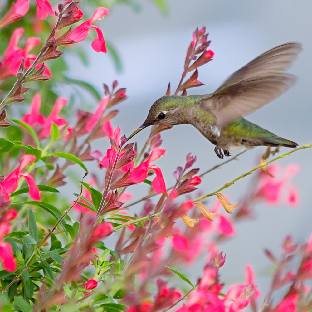 attract hummingbirds