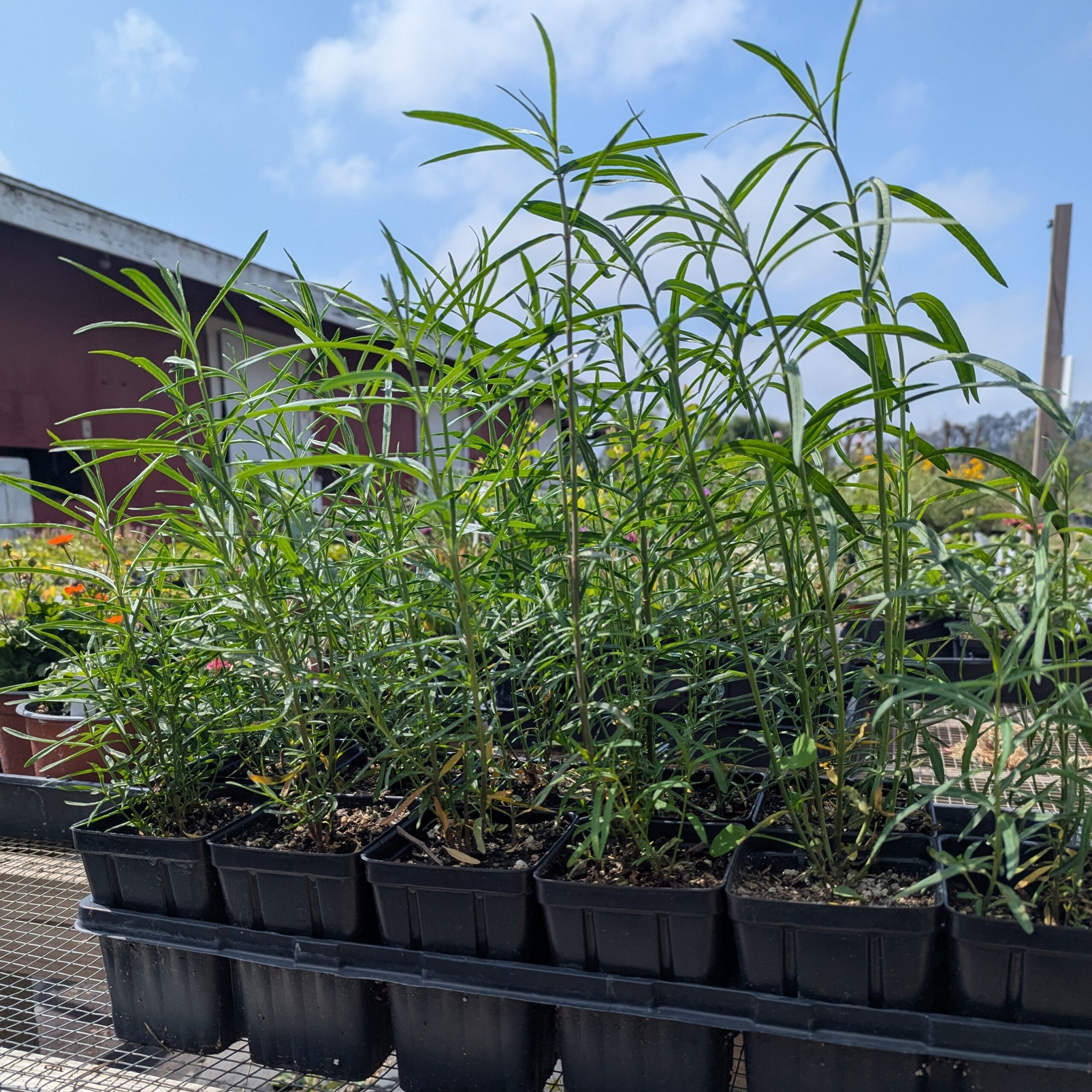 shop milkweed