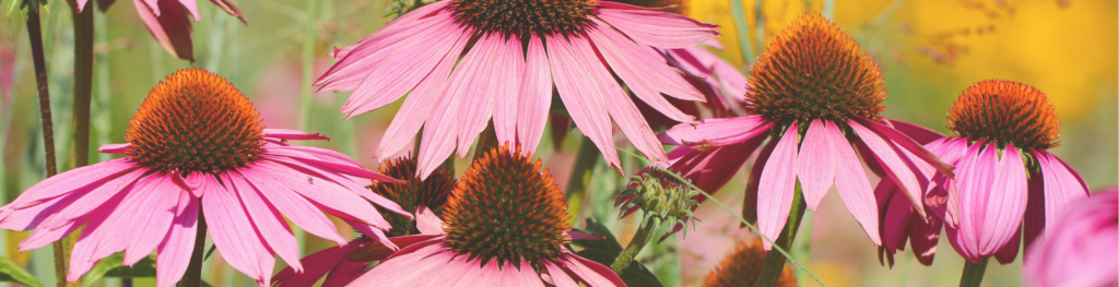 pollinator favorites