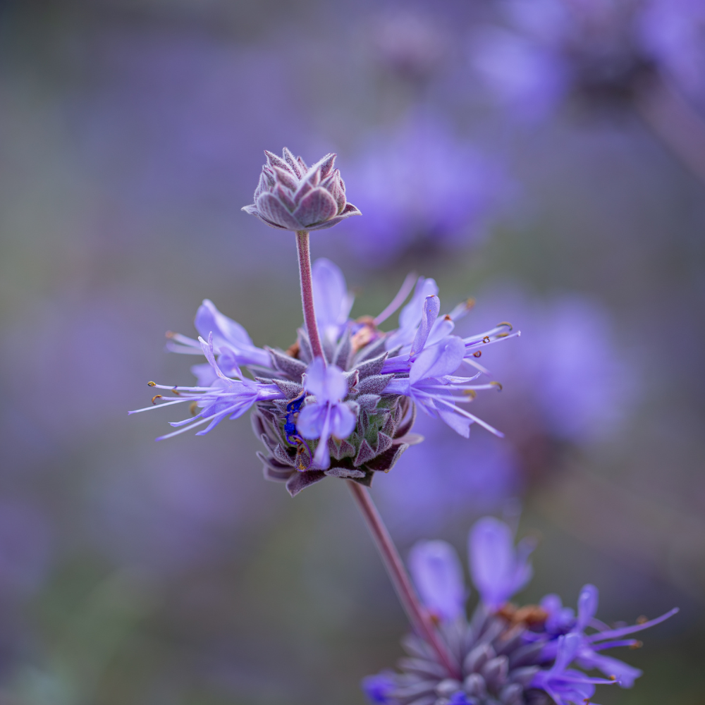 salvia pozo sage