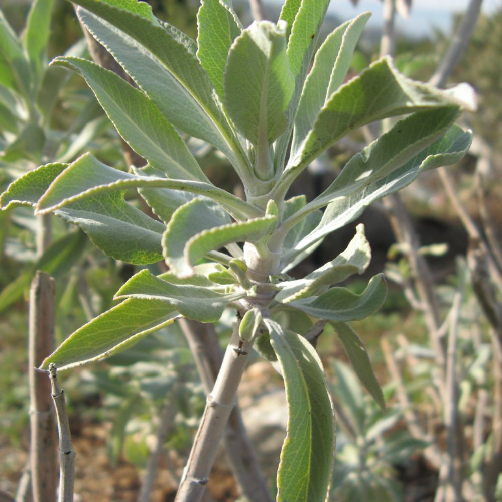 white sage