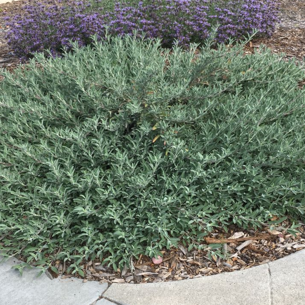 bee's bliss sage