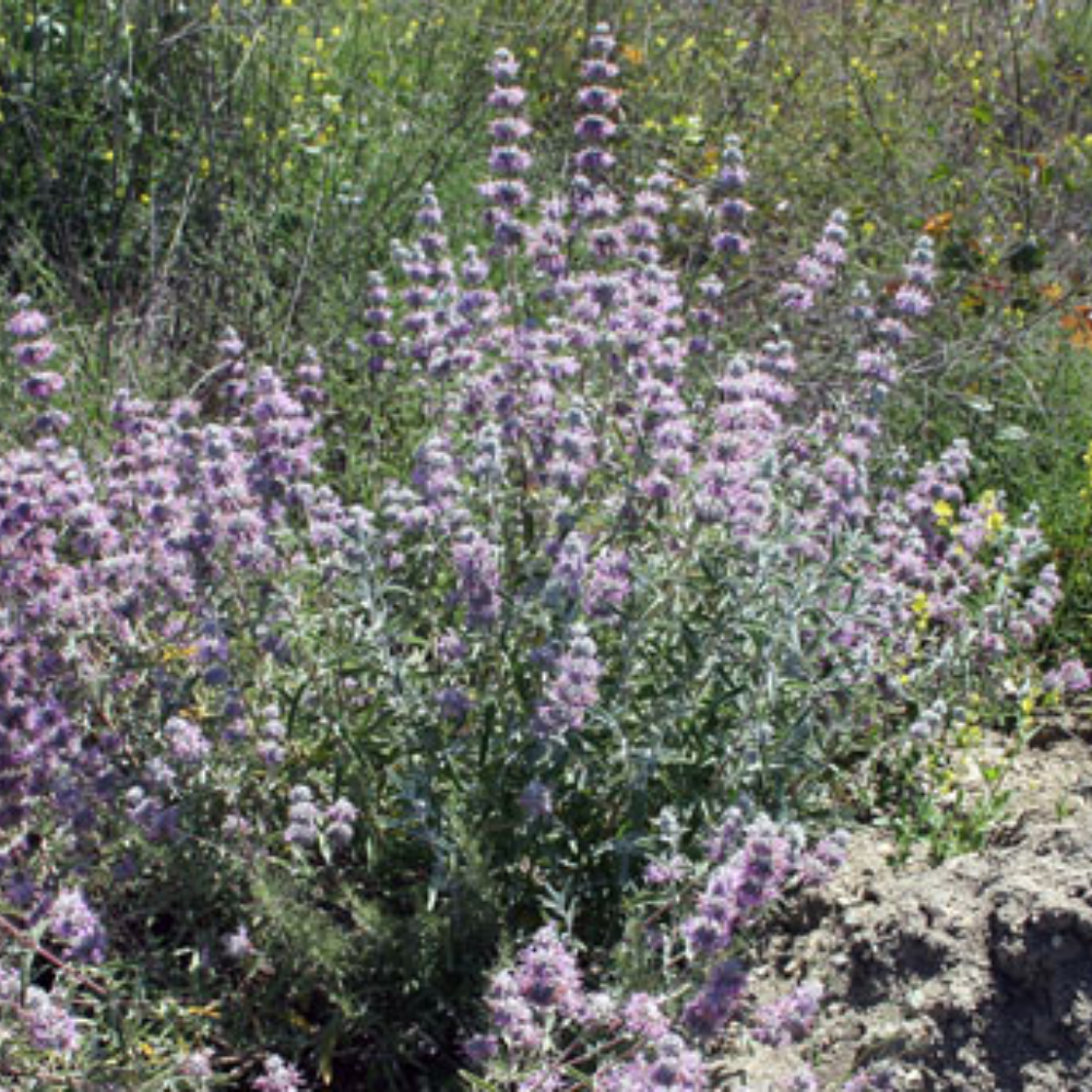 salvia categories