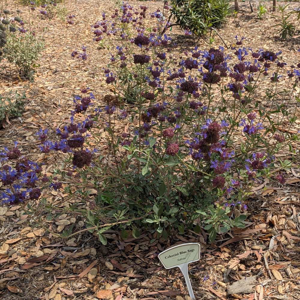 celestial blue sage