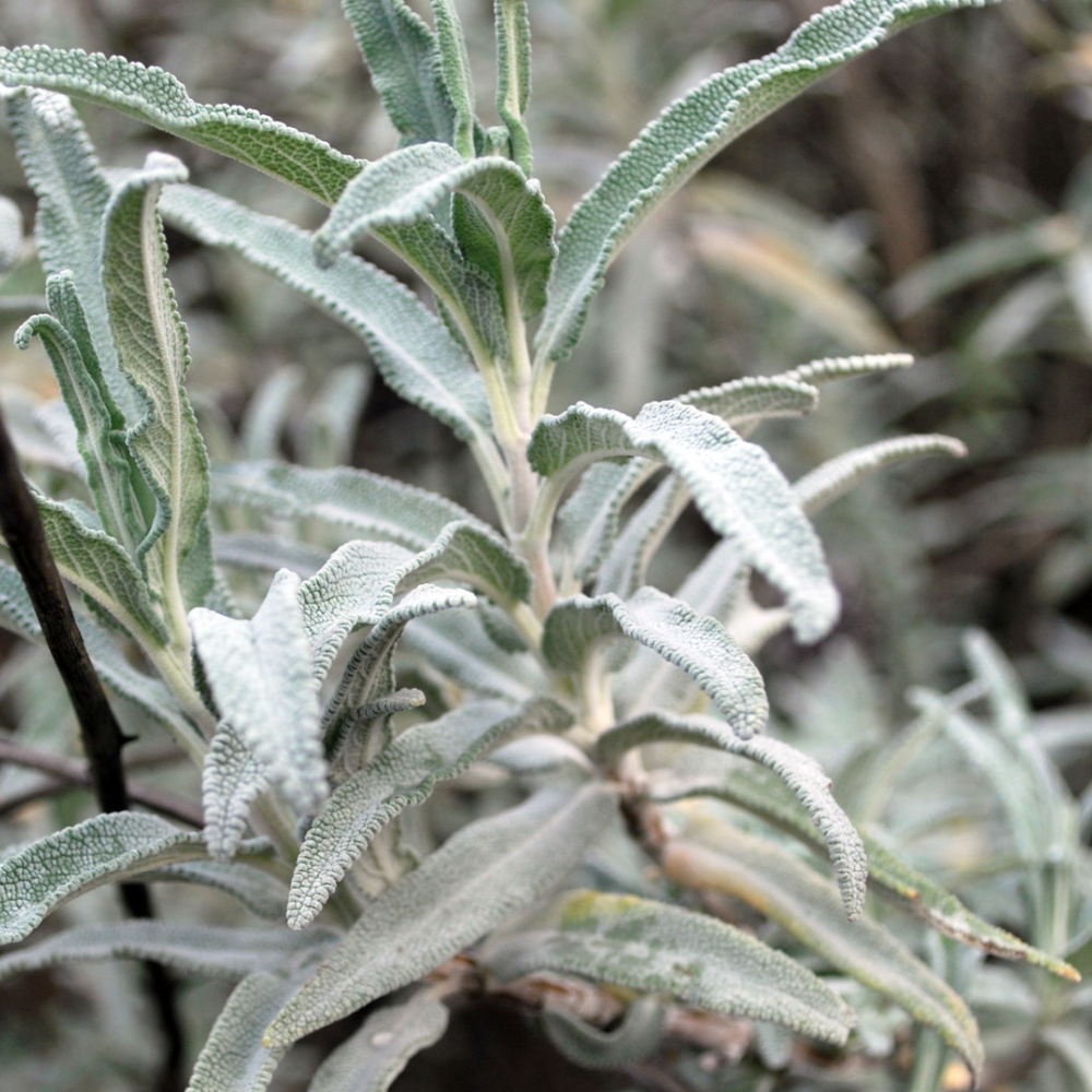 Salvia leucophylla โ Purple Sage โ California Native