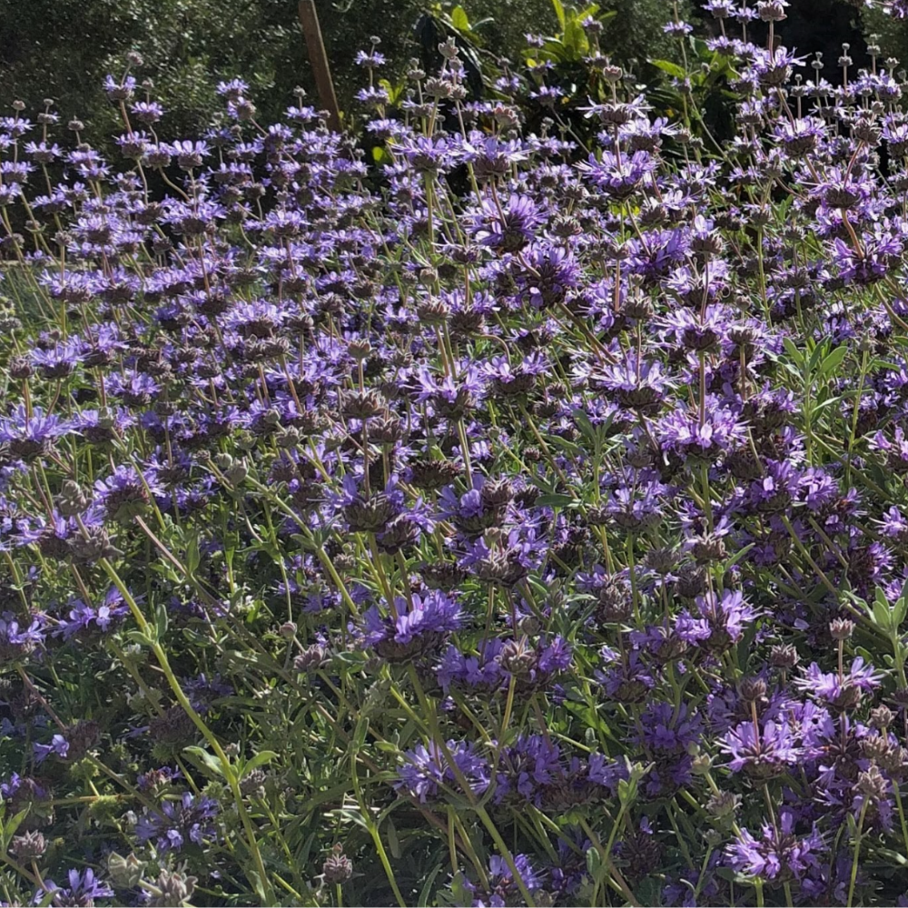 salvia munzii