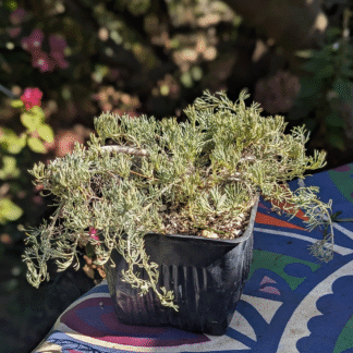 prostrate artemesia wormwood