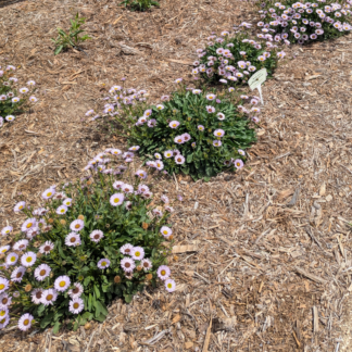 seaside daisy