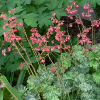 heuchera dales strain