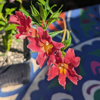 dark pink monkeyflower