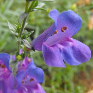 penstemon margarita bop