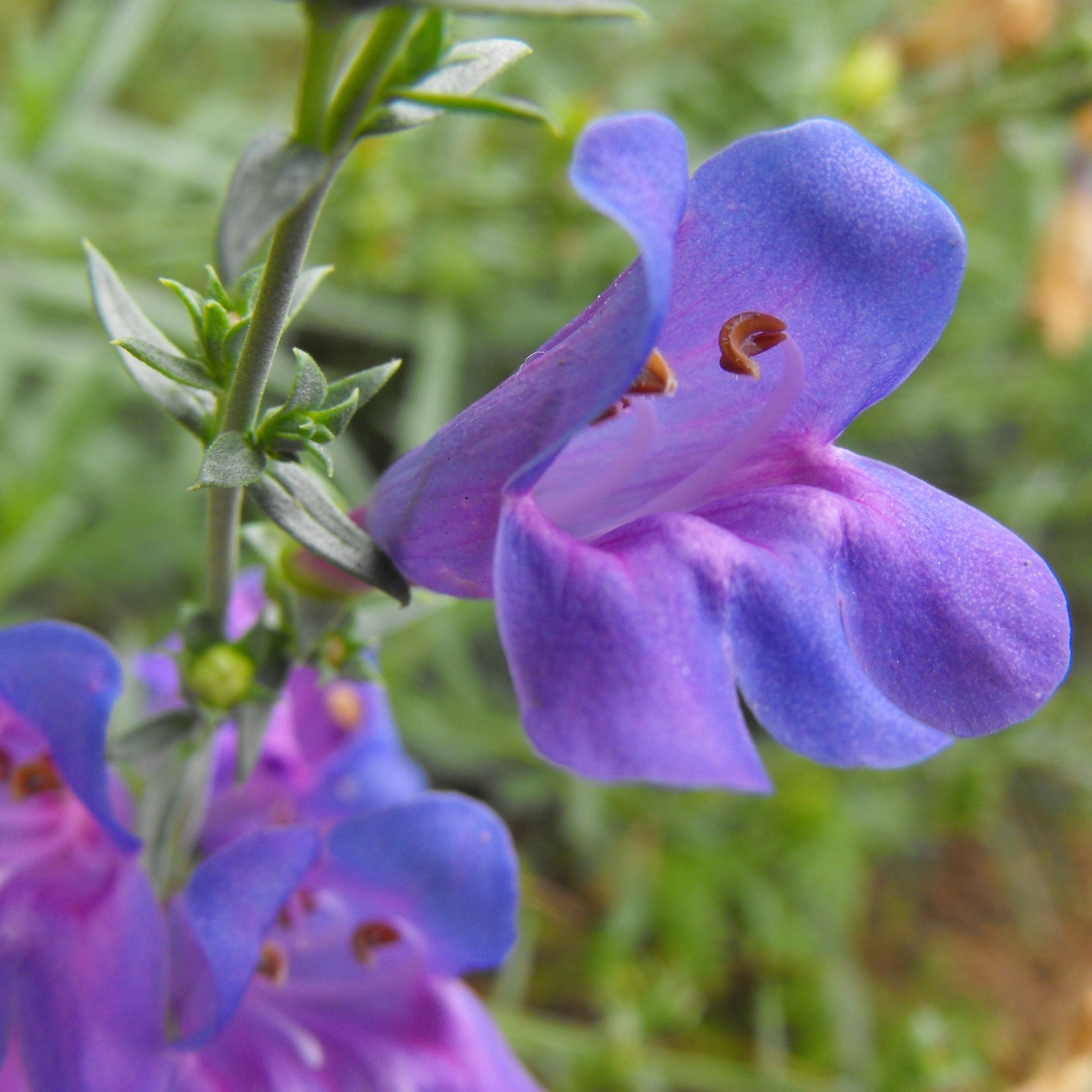 penstemon margarita bop