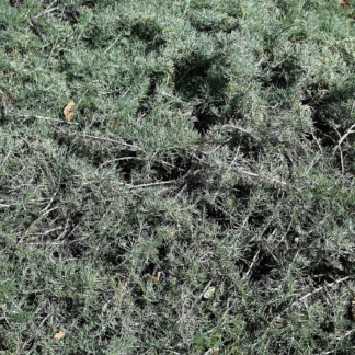 sagebrush canyon grey grouncover