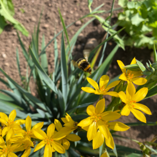 yellow eyed grass sisyrinchium californica