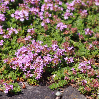 red creeping thyme