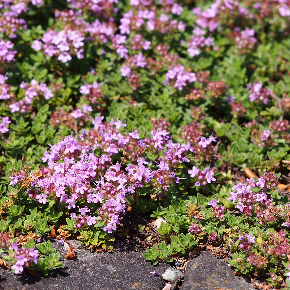 red creeping thyme